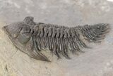 Metacanthina Trilobite - Lghaft, Morocco #240485-3